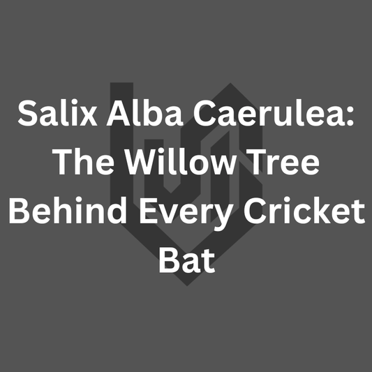 Best Cricket Bat for Box Cricket and 6-Over Cricket — 2026 Guide